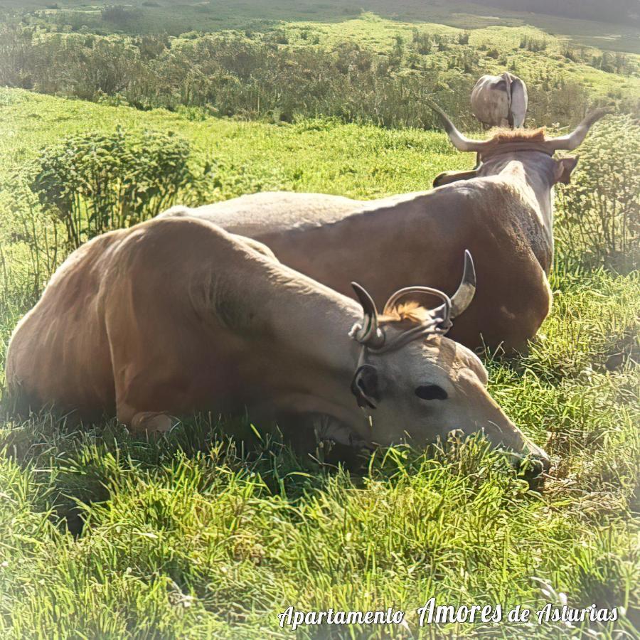Amores De Asturias Piedras Blancas Εξωτερικό φωτογραφία